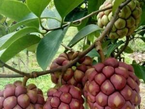 ���ϻ��Ĺ�Ч ���ϻ�����θʮ��ָ������