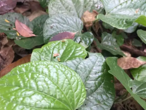 ��Ҷ���Ĺ�Ч ��Ҷ�����ܰͽ���