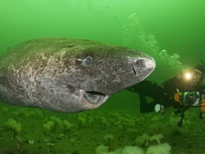 ���㵨�Ĺ�Ч ���㵨������