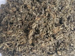 ɽ��Ҷ�Ĺ�Ч ɽ��Ҷ���¾�����