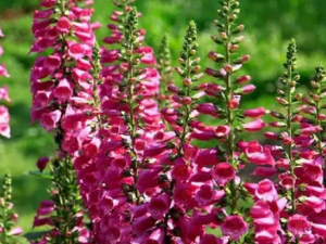 ��̨�컨�Ĺ�Ч ��̨�컨����������