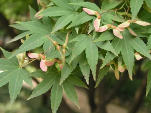 ��Ҷ�ʸ��Ĺ�Ч ��Ҷ�ʸ����ؽ���ʹ