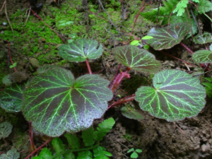 ɡ�������ݵĹ�Ч ɡ�����������δ�Ⱦ�Ը���