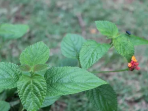 ɽ���ݵĹ�Ч ɽ����������