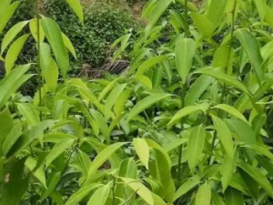 ɽ���Ĺ�Ч ɽ������������ð