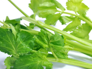 ɽˮ�۲˵Ĺ�Ч ɽˮ�۲���Ƣ��й¶к