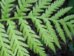 ��Ҷ����ާ�Ĺ�Ч ��Ҷ����ާ������ҧ��