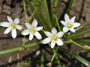 ɡ����Ǯ�Ĺ�Ч ɡ����Ǯ���η�ʪ����