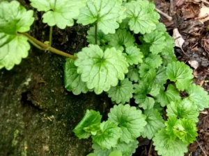 ɢѪ���Ĺ�Ч ɢѪ������θ��Ѫ