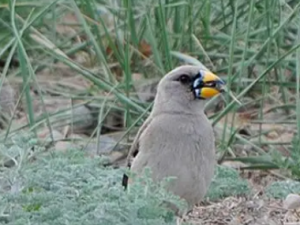 ɣ�U�Ĺ�Ч ɣ�U����������