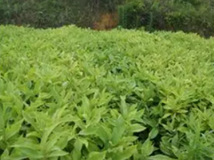 ɳ��ľ�Ĺ�Ч ɳ��ľ�η�ʪ������ʹ