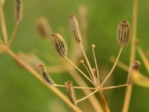 ɰ��������Щ��Ч ɰ��������ʦ����