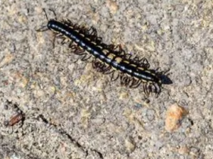 ɽ�˳�Ĺ�Ч ɽ�˳���������