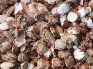 ɽɰ���Ĺ�Ч ɽɰ������Ӹ