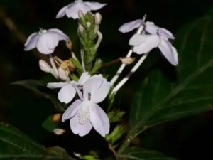 ɽ�ǹǵĹ�Ч ɽ�ǹ�����������