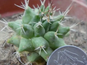 ������Ĺ�Ч ��������һ�п����