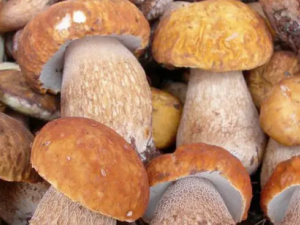 ����Ѫ�ǵ���ʳ����