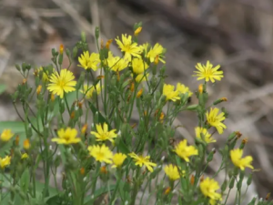 ɽ��˵Ĺ�Ч ɽ������ڷ�ʪ�ؽ���ʹ