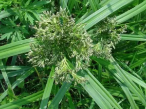 ����ݵĹ�Ч �������С�������