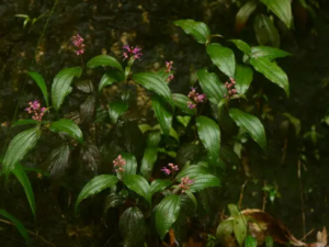 �ٻ�����ľ�Ĺ�Ч �ٻ�����ľ�������׶�