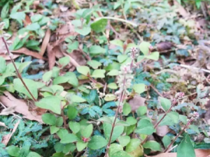 �߼��µĹ�Ч �߼�������ϸ��������