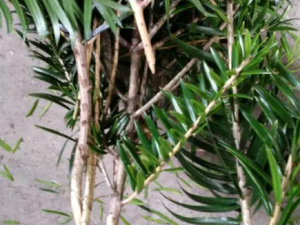 ����ɼ���Ĺ�Ч ����ɼ����ֱ����