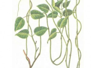 ��ʮ�����Ĺ�Ч ��ʮ������������̵