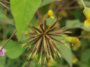 ��Ҷ����ݵĹ�Ч ��Ҷ��������ڳ��׸�к