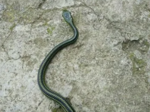 ��ͷԲ�Ĺ�Ч ��ͷԲ��С����������