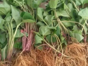 ��ͷϸ���Ĺ�Ч ��ͷϸ������з纮