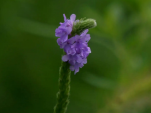 ��β�ݵĹ�Ч ��β�����ην��