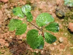 �����ƵĹ�Ч ���������α���