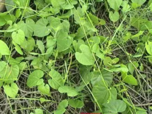 ���ٵĹ�Ч �������η�ʪ̱��