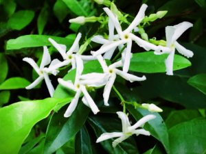 �����ٵĹ�Ч ���������η�ʪʹ