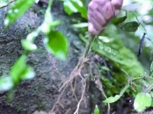 ��н���Ĺ�Ч ��н����в����ʹ