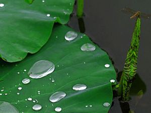 �ļ�����ʳ�õ�������ʳ����Щ