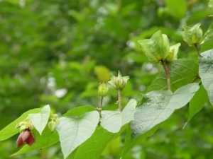 �������Ĺ�Ч ������������ɢ��