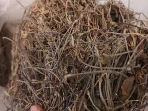 С��ޱԲ�Ĺ�Ч С��ޱԲ�θ��˳�������