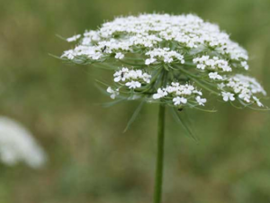 �ߴ��ӹ�Ч����Щ