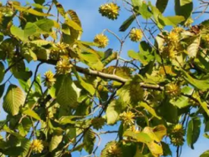 ϲ��Ҷ�Ĺ�Ч ϲ��Ҷ������