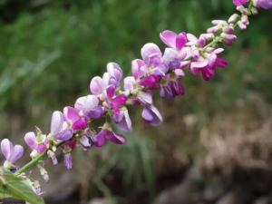 Ϻ�ӲݵĹ�Ч Ϻ�Ӳ��ε�������