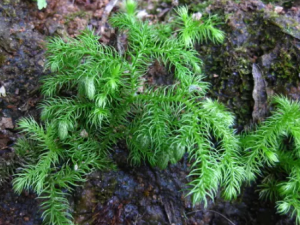 ϸ��ʯ�ɵĹ�Ч ϸ��ʯ�����ε�������