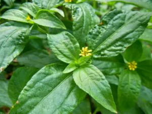 �gݲ���Ĺ�Ч �gݲ�������׳�