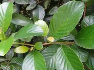 ��Ҷ�ٵĹ�Ч ��Ҷ�����θ�к