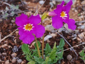 ���ؽ���Ĺ�Ч ���ؽ������ھò�����