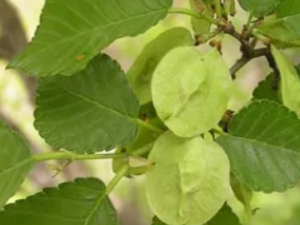 ����ɢ�Ĺ�Ч ����ɢ��θ����ʹ