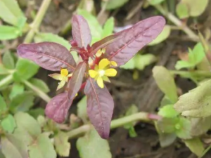 ϸ������ޤ�Ĺ�Ч ϸ������ޤ���ʺ���ʹ