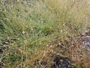 ϸ�ݵĹ�Ч ϸ����������Ѫ