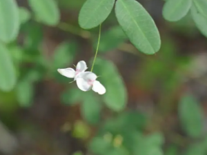 ϸ����֦�ӵĹ�Ч ϸ����֦����ű��