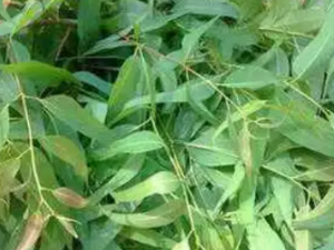 ϸҶ��Ĺ�Ч ϸҶ������Ԥ�������Ը�ð